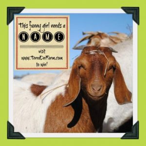 Facebook Freebies Image